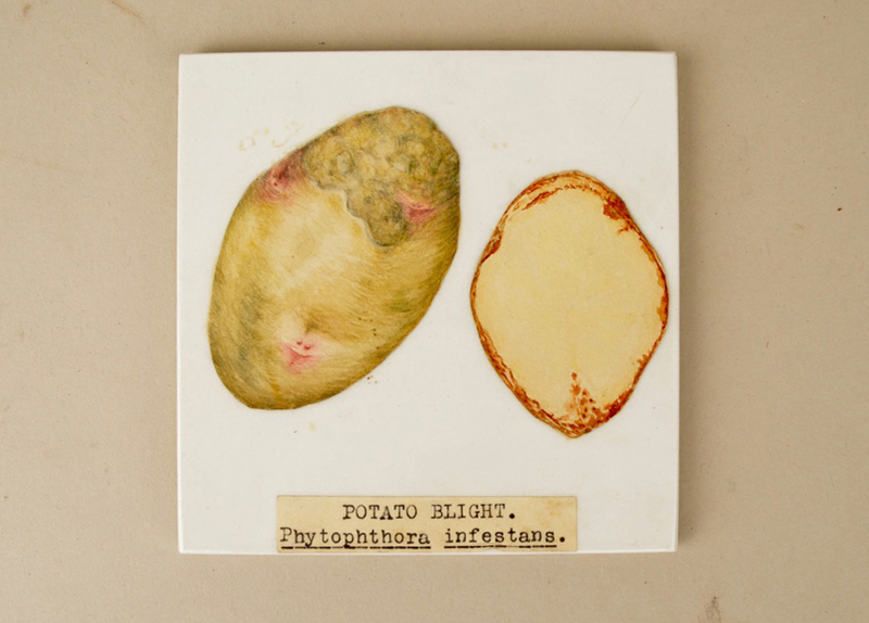 Ceramic Tiles with a Drawing of Infected Potatoes