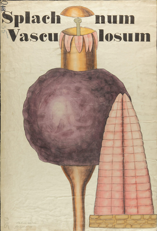 Botanical Teaching Diagram of Splachnum Vasculosum