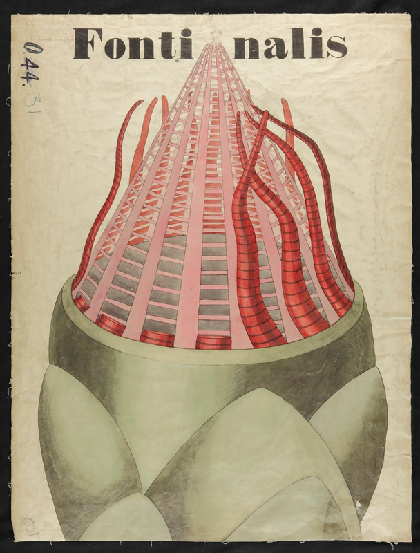 Botanical Teaching Diagram of Fontinalis