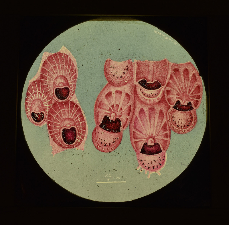 Magic Lantern Slide of Pink Coral