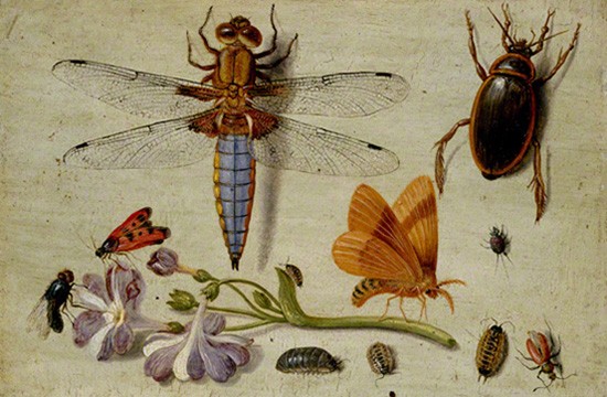 A Cockchafer, Beetle, Woodlice and other Insects, with a Sprig of Auricula