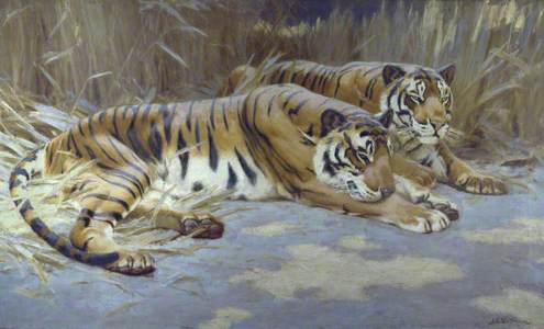 Tigers