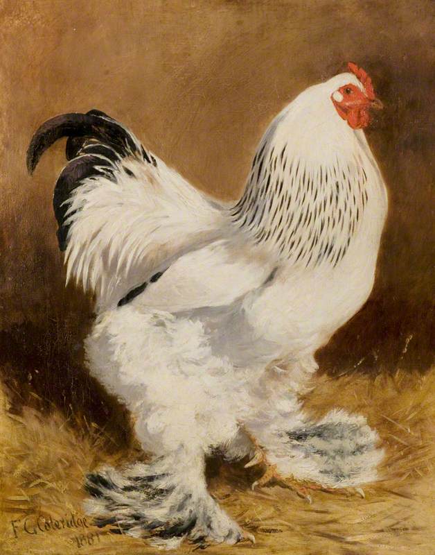 Hen