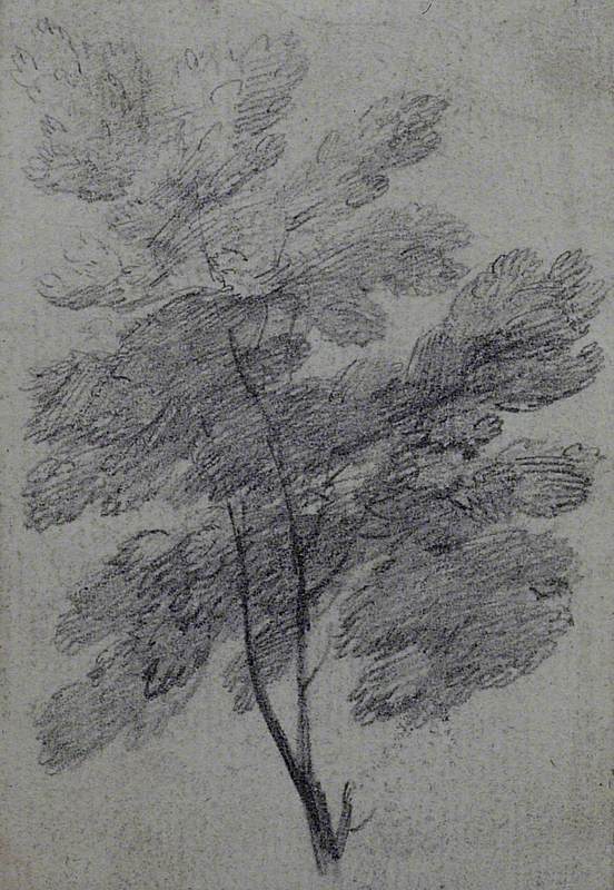 Study of a Tree