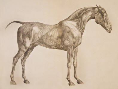 The Anatomy of the Horse